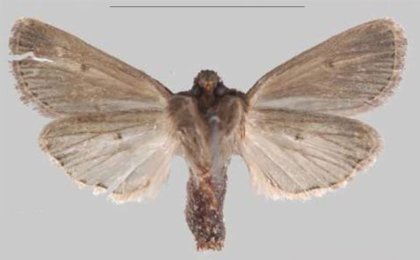 /filer/webapps/moths/media/images/S/simillima_Sciomesa_HT_MNHNb.jpg