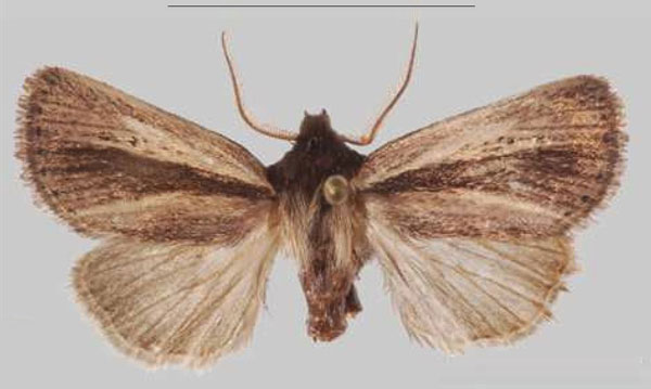 /filer/webapps/moths/media/images/S/simillima_Sciomesa_PTM_MNHNa.jpg