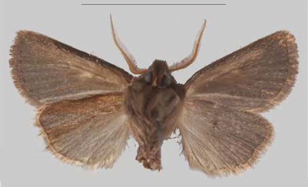 /filer/webapps/moths/media/images/S/simillima_Sciomesa_PTM_MNHNb.jpg