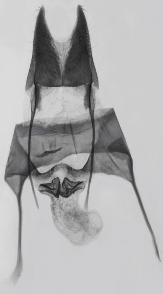 /filer/webapps/moths/media/images/S/simillima_Sesamia_GFPT_MNHN_611.jpg