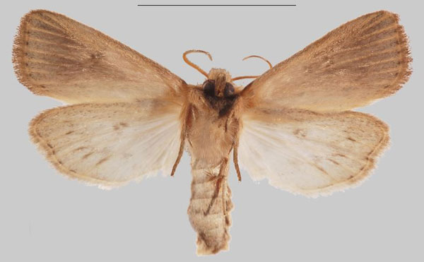 /filer/webapps/moths/media/images/S/simillima_Sesamia_HT_MNHNb.jpg