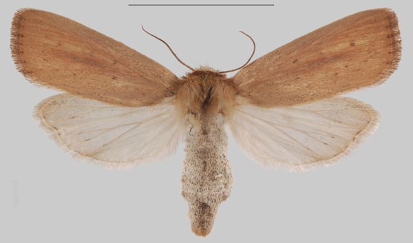 /filer/webapps/moths/media/images/S/simillima_Sesamia_PTF_MNHNa.jpg