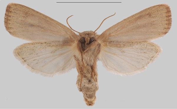 /filer/webapps/moths/media/images/S/simillima_Sesamia_PTF_MNHNb.jpg