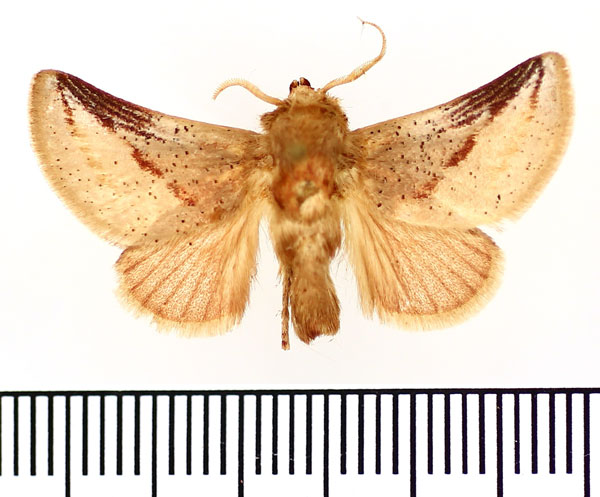 /filer/webapps/moths/media/images/S/simillimus_Omocenops_AM_BMNH.jpg