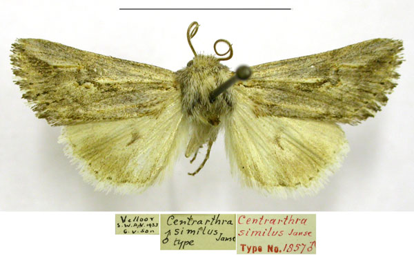 /filer/webapps/moths/media/images/S/similus_Centrartha_HT_TMSA.jpg