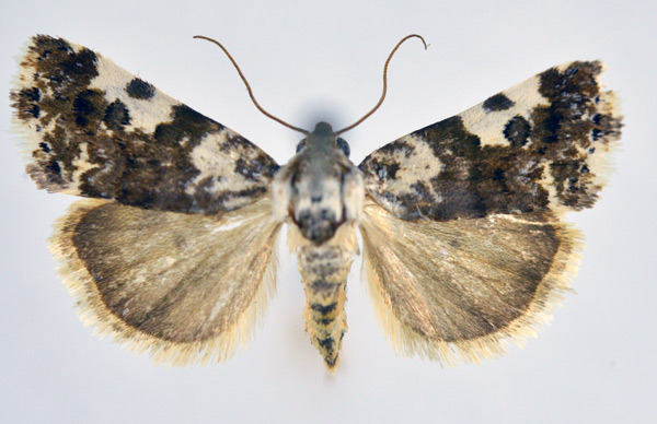 /filer/webapps/moths/media/images/S/simo_Acontia_A_NHMO.jpg