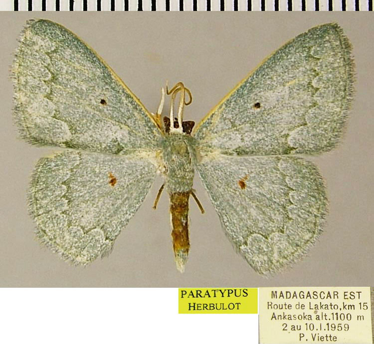 /filer/webapps/moths/media/images/S/simplaria_Epigelasma_PTM_ZSMa.jpg