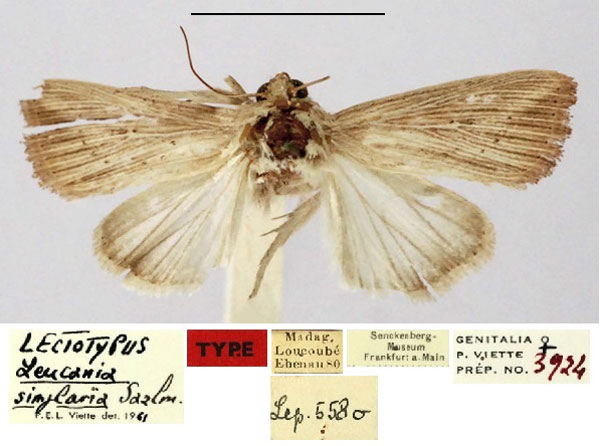 /filer/webapps/moths/media/images/S/simplaria_Leucania_HT_SNMF.jpg