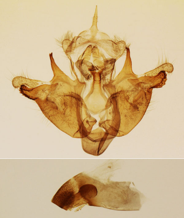 /filer/webapps/moths/media/images/S/simplaria_Sesamia_GM_MNHN_42.jpg