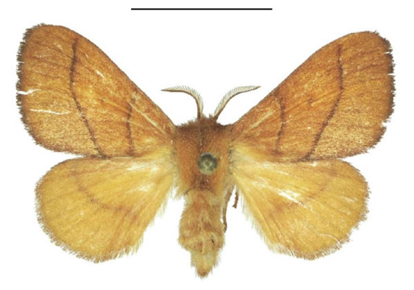 /filer/webapps/moths/media/images/S/simplex_Ammacosola_AF_ANHRT_02.jpg