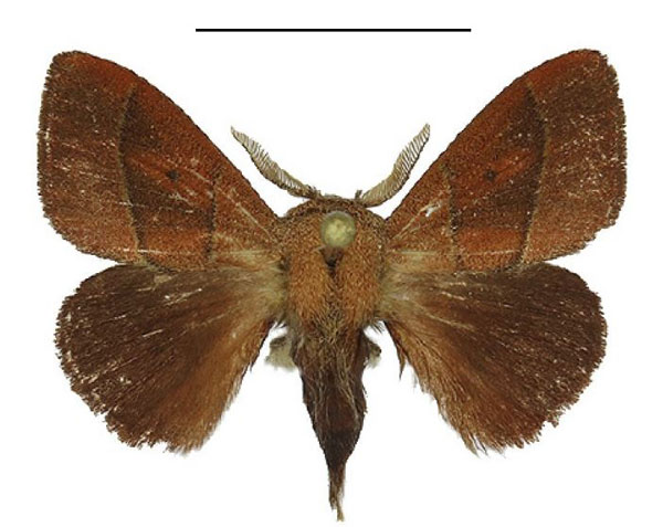 /filer/webapps/moths/media/images/S/simplex_Ammacosola_AM_ANHRT.jpg