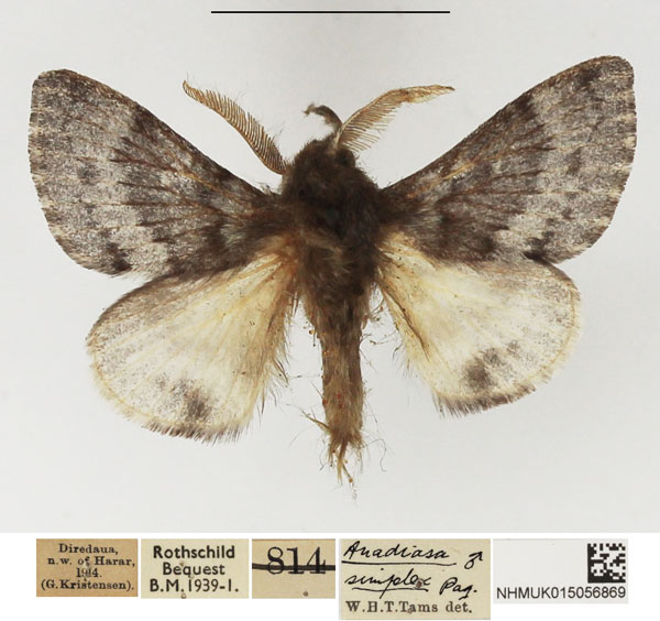 /filer/webapps/moths/media/images/S/simplex_Anadiasa_AM_NHMUK.jpg