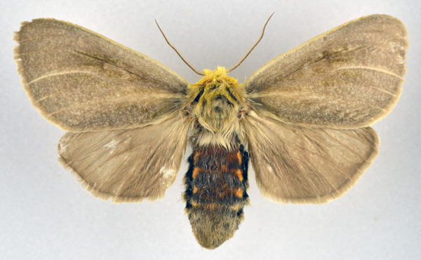 /filer/webapps/moths/media/images/S/simplex_Antheua_AF_NHMO.jpg