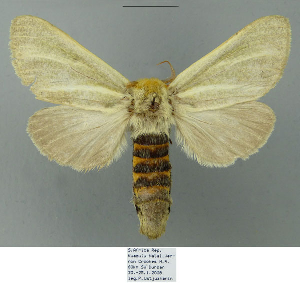 /filer/webapps/moths/media/images/S/simplex_Antheua_AF_Schintlmeister.jpg