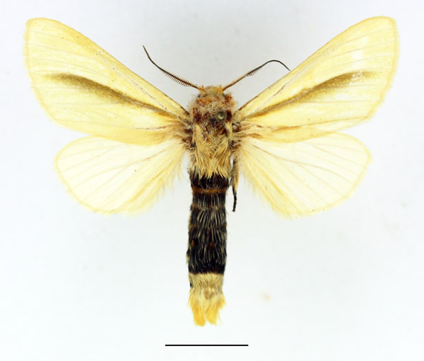 /filer/webapps/moths/media/images/S/simplex_Antheua_AM_Basquin_01.jpg