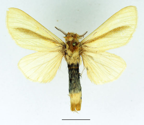 /filer/webapps/moths/media/images/S/simplex_Antheua_AM_Basquin_02.jpg