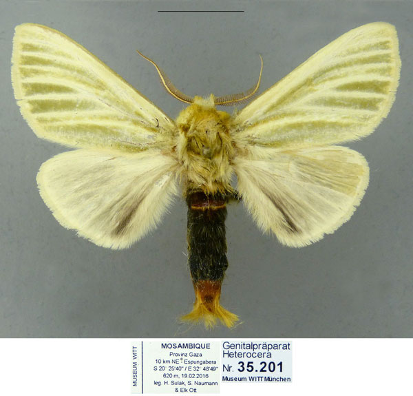 /filer/webapps/moths/media/images/S/simplex_Antheua_AM_Schintlmeister.jpg