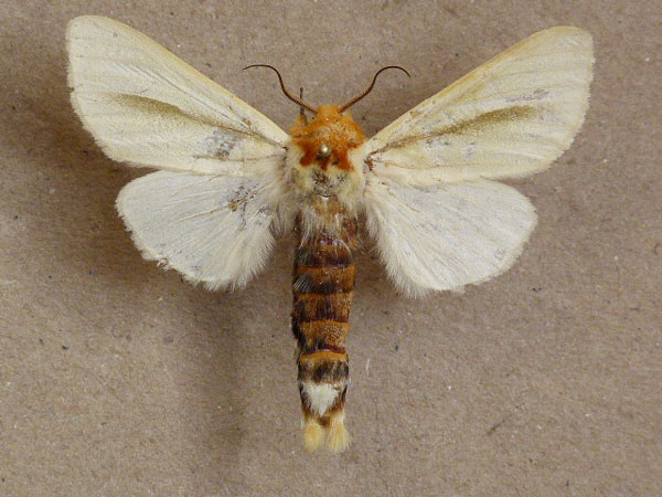 /filer/webapps/moths/media/images/S/simplex_Antheua_A_Butler.jpg