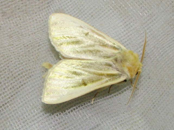 /filer/webapps/moths/media/images/S/simplex_Antheua_A_Goff_02.jpg