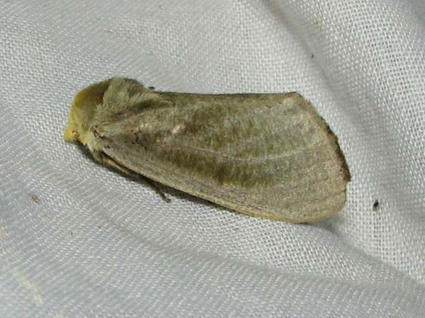 /filer/webapps/moths/media/images/S/simplex_Antheua_A_Goff_kWnbbyq.jpg