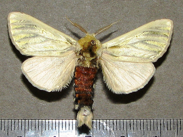 /filer/webapps/moths/media/images/S/simplex_Antheua_A_Goffa_01.jpg