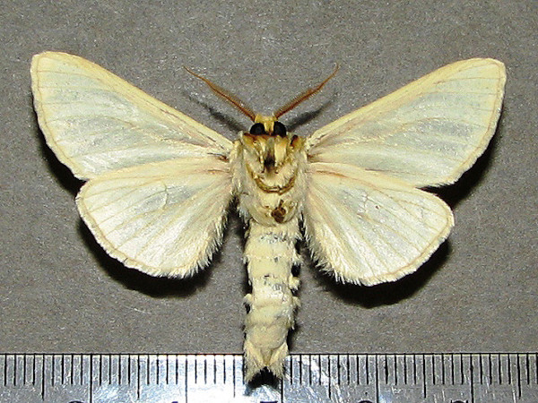 /filer/webapps/moths/media/images/S/simplex_Antheua_A_Goffb_01.jpg