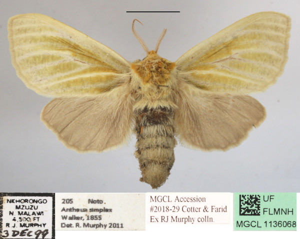 /filer/webapps/moths/media/images/S/simplex_Antheua_A_MGCLa_01.JPG