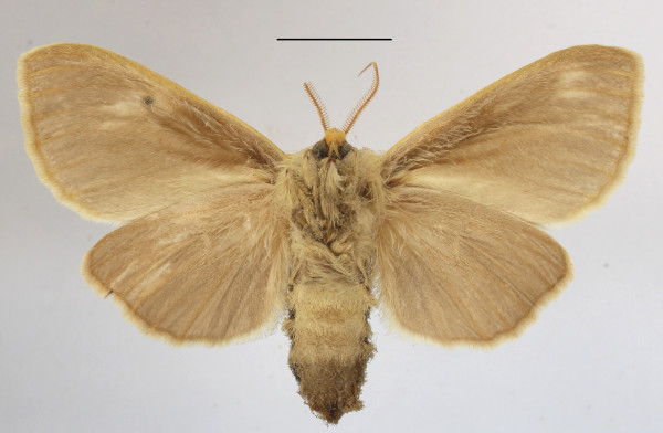 /filer/webapps/moths/media/images/S/simplex_Antheua_A_MGCLb_01.JPG