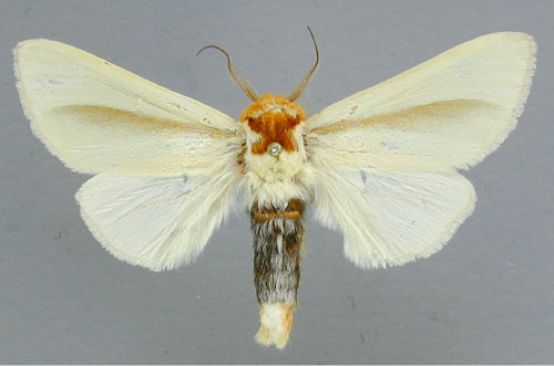 /filer/webapps/moths/media/images/S/simplex_Antheua_A_RMCA_01_aTVADsW.jpg