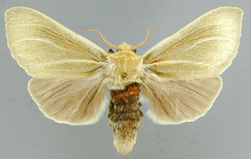/filer/webapps/moths/media/images/S/simplex_Antheua_A_RMCA_02.jpg