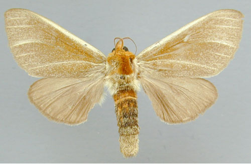 /filer/webapps/moths/media/images/S/simplex_Antheua_A_RMCA_03_XAnI8N4.jpg
