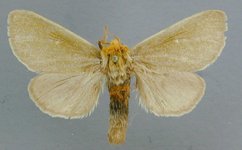 /filer/webapps/moths/media/images/S/simplex_Antheua_A_RMCA_04.jpg