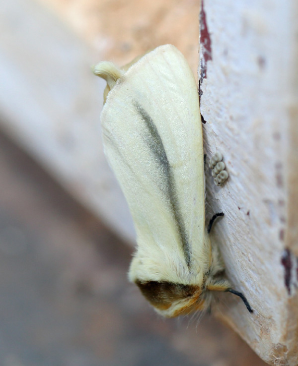 /filer/webapps/moths/media/images/S/simplex_Antheua_A_Voaden.jpg