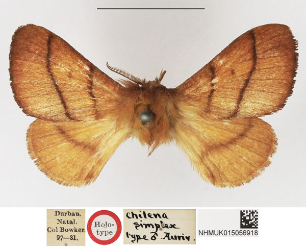 /filer/webapps/moths/media/images/S/simplex_Beralade_HT_NHMUK.jpg