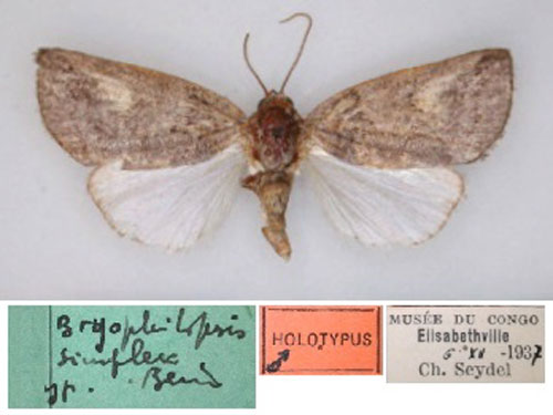 /filer/webapps/moths/media/images/S/simplex_Bryophilopsis_HT_RMCA_01.jpg