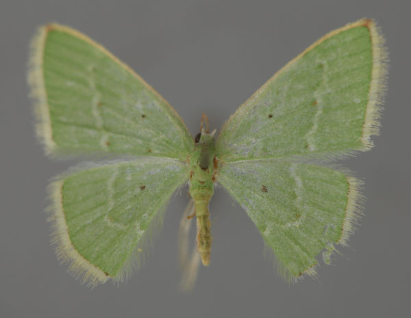 /filer/webapps/moths/media/images/S/simplex_Costomolopsis_A_ZSM_01.jpg