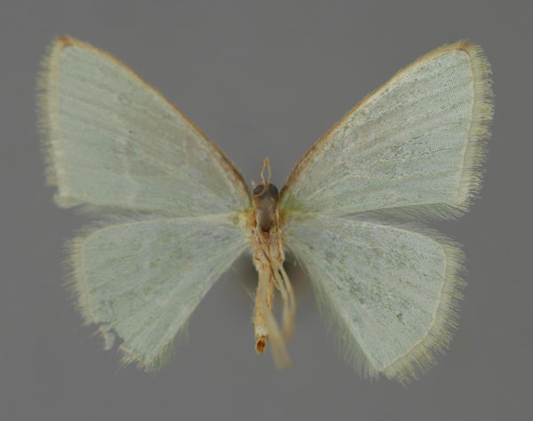 /filer/webapps/moths/media/images/S/simplex_Costomolopsis_A_ZSM_02.jpg