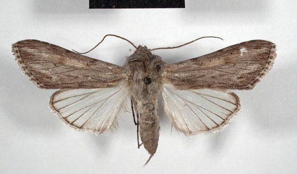 /filer/webapps/moths/media/images/S/simplex_Cucullia_AM_MSNM.jpg