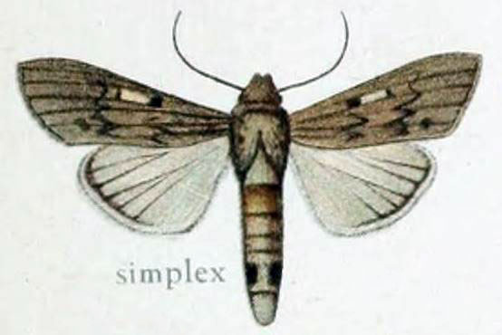 /filer/webapps/moths/media/images/S/simplex_Cucullia_Gaede_7c.jpg