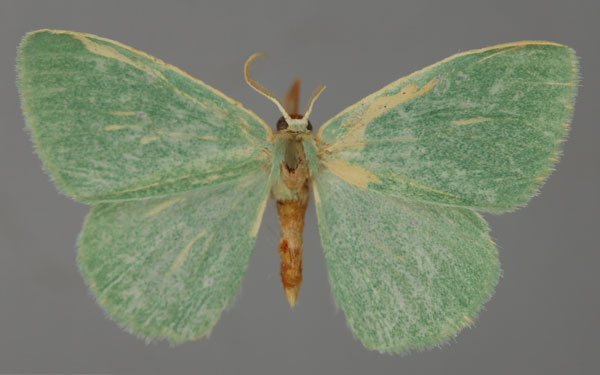 /filer/webapps/moths/media/images/S/simplex_Heterorachis_A_ZSM_01.jpg