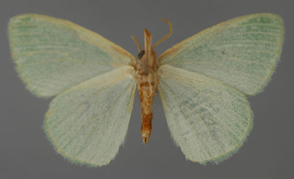 /filer/webapps/moths/media/images/S/simplex_Heterorachis_A_ZSM_02.jpg