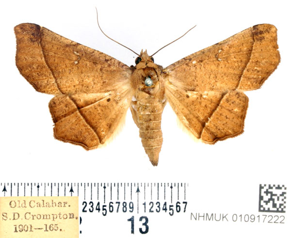 /filer/webapps/moths/media/images/S/simplex_Libystica_AF_BMNH.jpg