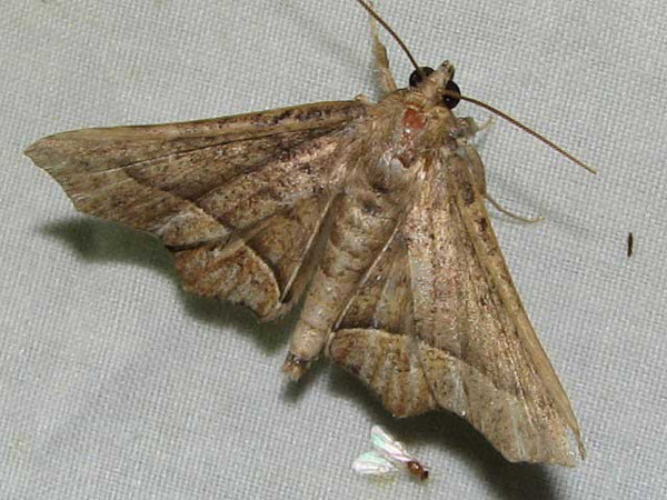 /filer/webapps/moths/media/images/S/simplex_Libystica_A_Goff_02.jpg