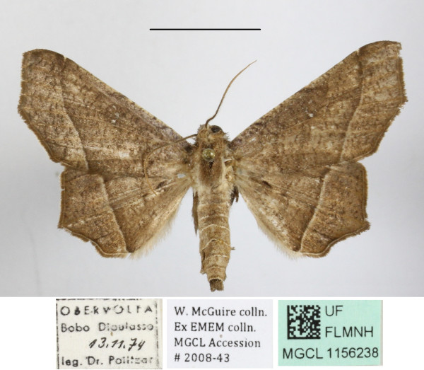 /filer/webapps/moths/media/images/S/simplex_Libystica_A_MGCLa_01.jpg