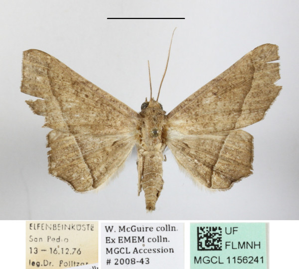 /filer/webapps/moths/media/images/S/simplex_Libystica_A_MGCLa_02.jpg