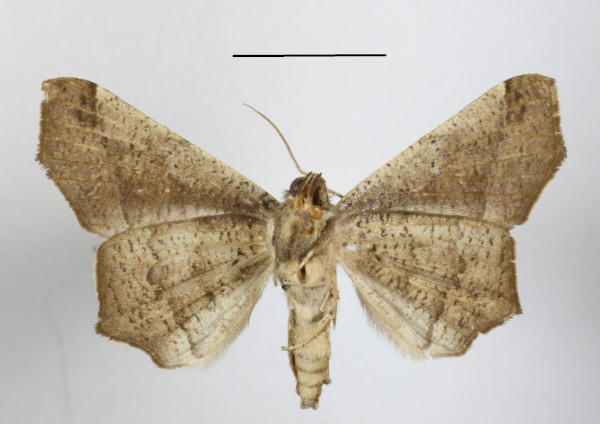 /filer/webapps/moths/media/images/S/simplex_Libystica_A_MGCLb_01.jpg