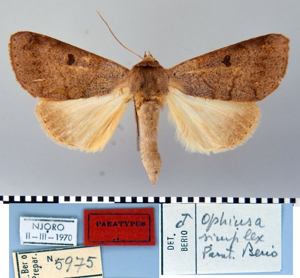 /filer/webapps/moths/media/images/S/simplex_Ophiusa_PT_MSNM.jpg