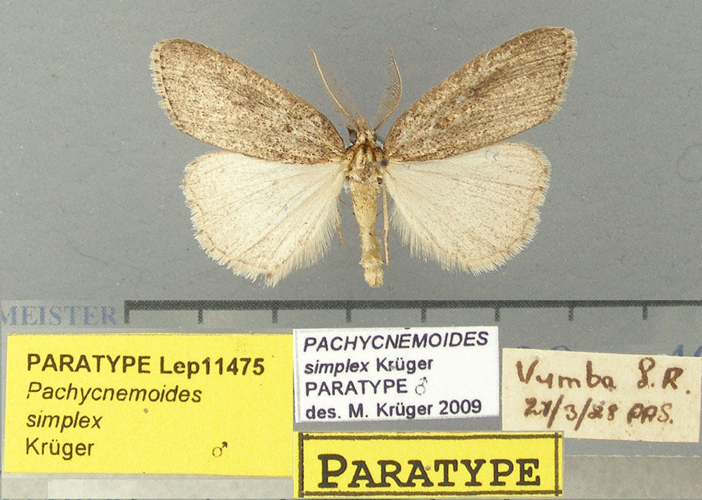 /filer/webapps/moths/media/images/S/simplex_Pachycnemoides_PTM_TMSA.jpg