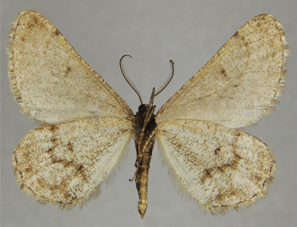 /filer/webapps/moths/media/images/S/simplex_Parectropis_AM_ZSMb.jpg