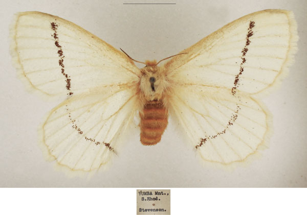 /filer/webapps/moths/media/images/S/simplex_Phiala_AF_TMSA_02.jpg